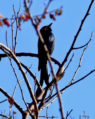 Ashy Drongo