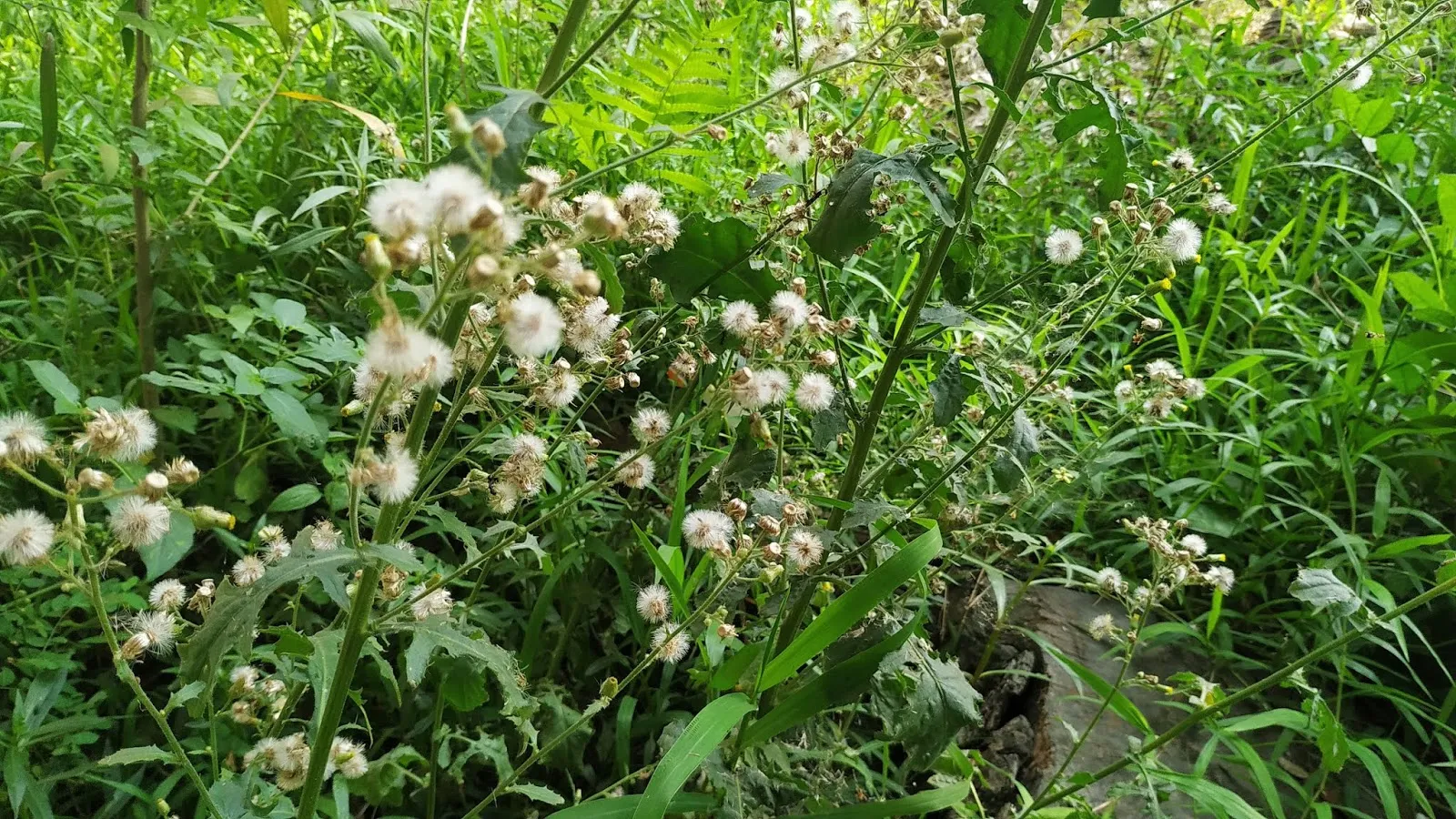 Grass Flower Background in Nature
