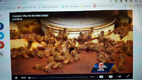 screen grab of bees from the Chronicle show