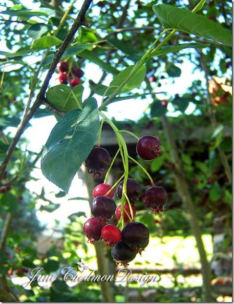 Berries