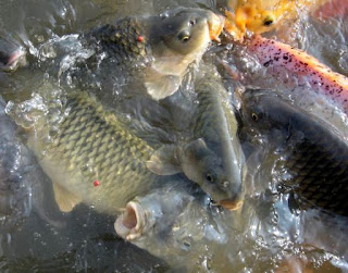  Ikan mas atau kerap juga dimaksud Ikan karper  Inilah Ramuan Umpan Ikan Mas Paling Jitu 