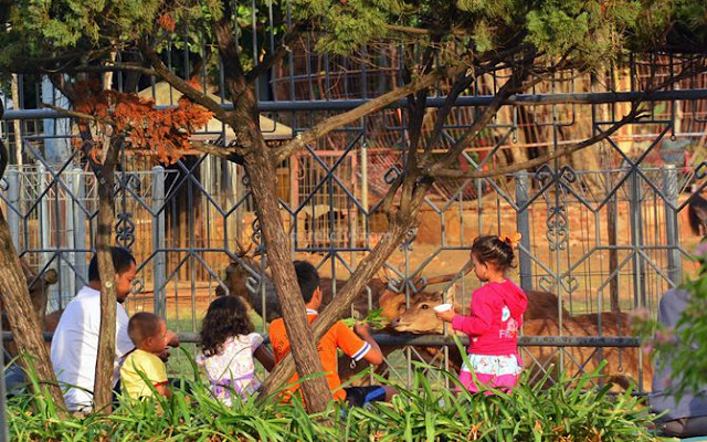 Anak-anak kecil didampingi orangtuanya memberi makan rusa di Pendopo Jepara