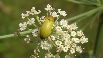 Cteniopus sulphureus