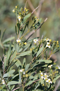 Montinia caryophyllacea