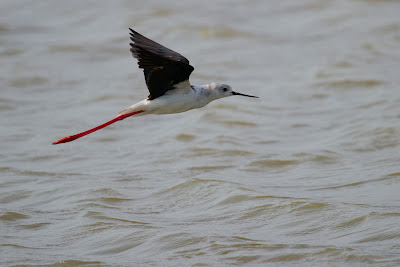 A Black-winged Stilt photographed in Yala, Sri Lanka