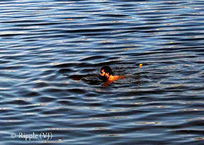 Posted by Ripple(VJ) : Glimpses of Pushkar-Ghats around Puhkar-Lake during Camel Fair-2008 (Pushkar Lake is actually surrounded by different Ghats/Temples... ):: Pundit ji doing 'Snan' in Pushkar Lake...