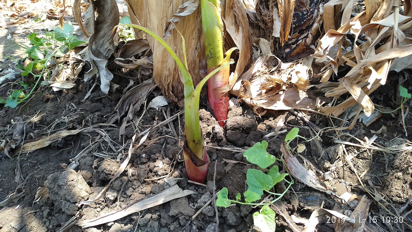 Gambar Pohon Pisang Ijo GEOGRAPIK