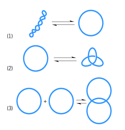 El ADN puede enrollarse de diversas maneras. Otras topologías que pueden ser mediadas reversiblemente por las topoisomerasas de tipo II.