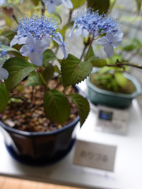 鳥取県西伯郡南部町鶴田　とっとり花回廊　ヤマアジサイ(山紫陽花)