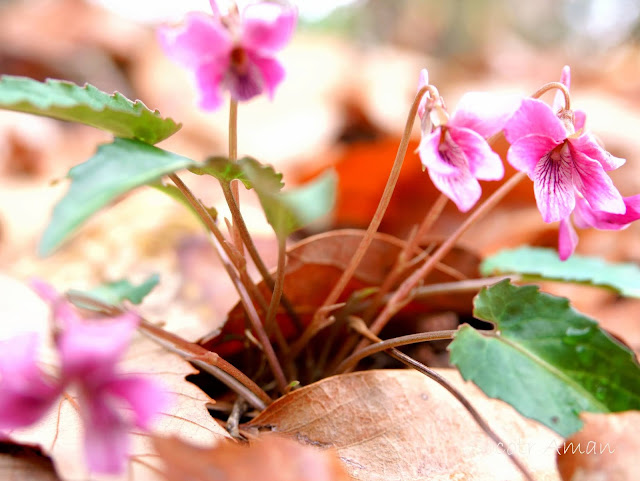 Viola violacea