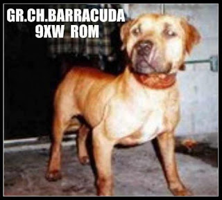 GR CH LATIN FORCE KENNEL'S BARRACUDA (9XW) ROM