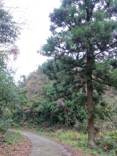 淀江町稲吉の果樹園への小径
