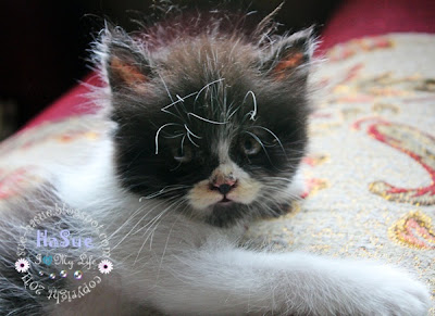 HaSue: I Love My Life: Kucing Dan Kuih Iniada persamaannya.
