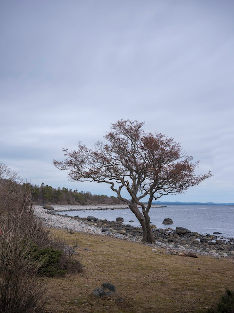 Saltsteinbukta, Jomfruland