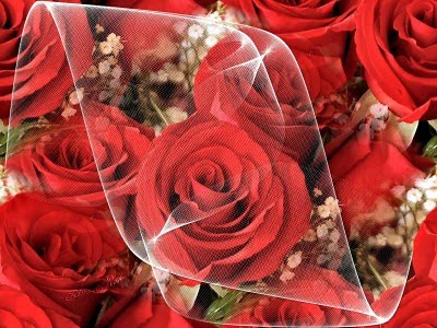 red roses wallpapers. red rose wallpaper pc.