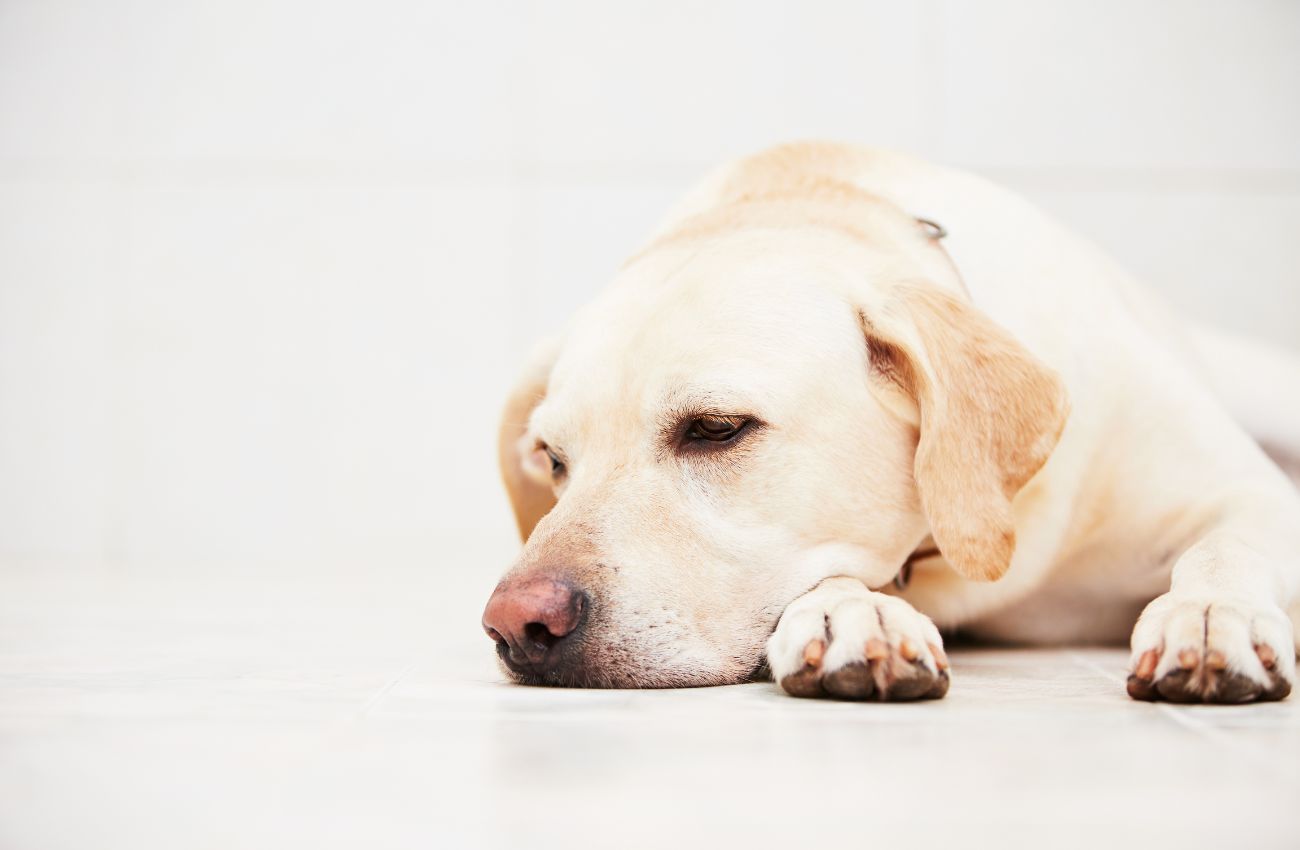 Parvovirose em cachorros: Sintomas, como tratar e prevenir