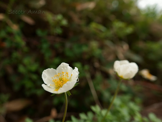 Geum pentapetalum