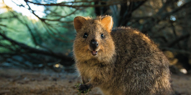 Quokka