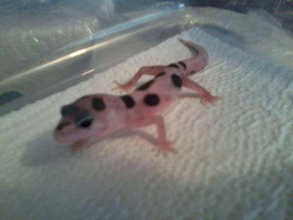 Black Hole Leopard Gecko8