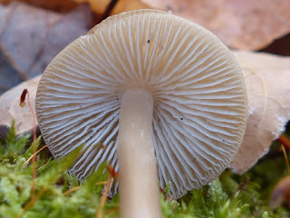 Mycena galericulata - Mycène en casque