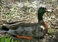 Look ma! A random Mallard picture!