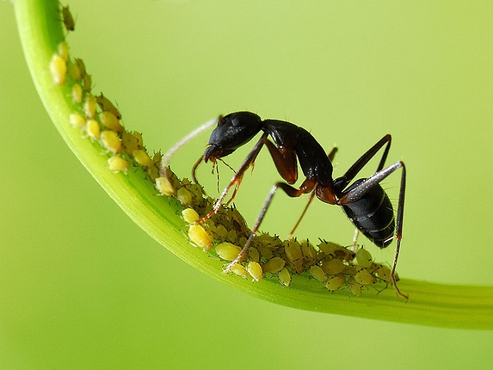   Apa yang Disebut Semut Malaysia, dan Mengapa Berbahaya?
