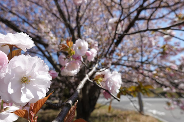 鳥取県西伯郡伯耆町丸山 ビアホフ ガンバリハウスの生垣の八重桜