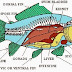 25+ Anatomi Ikan Bandeng Dan Fungsinya