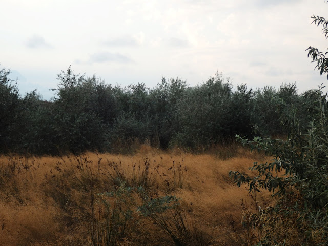 Plaża Corbu - sympatyczne zarośla podplażowe