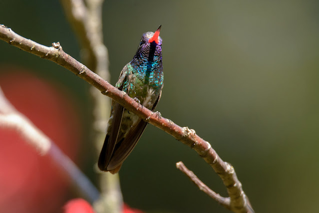 White-eared Hummingbird: A Glimpse into Habitat and Behavior