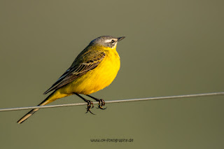 Wildlifefotografie Wiesenschafstelze Ochsenmoor Olaf Kerber