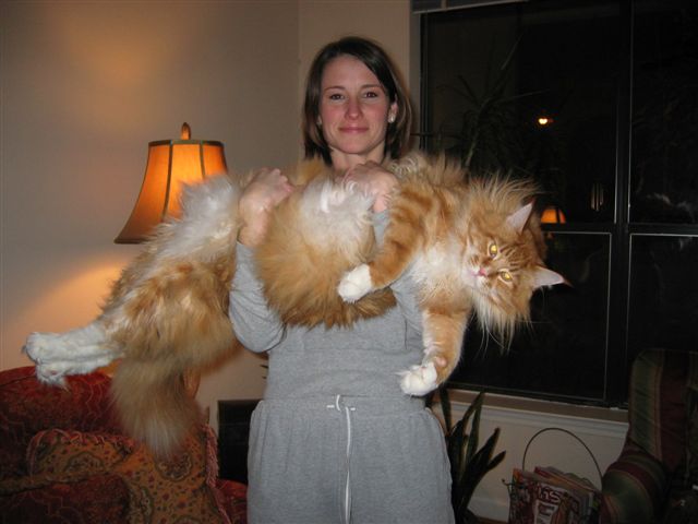 World's Biggest Cat