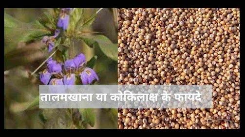 जानिए तालमखाना के सेवन के फायदे और उपयोग - talmakhana benefits in hindi