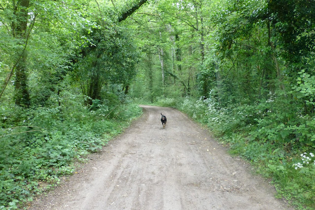 à travers un petit bois