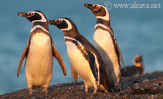 Penguin in Punta Tombo San Lorenzo and Peninsula Valdes