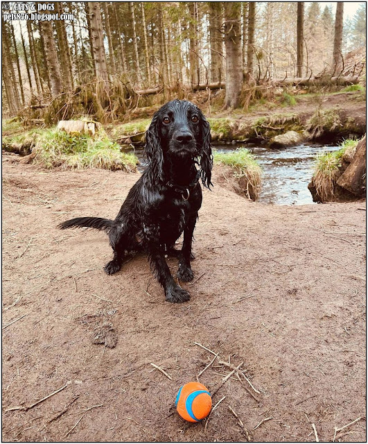 cocker spaniel