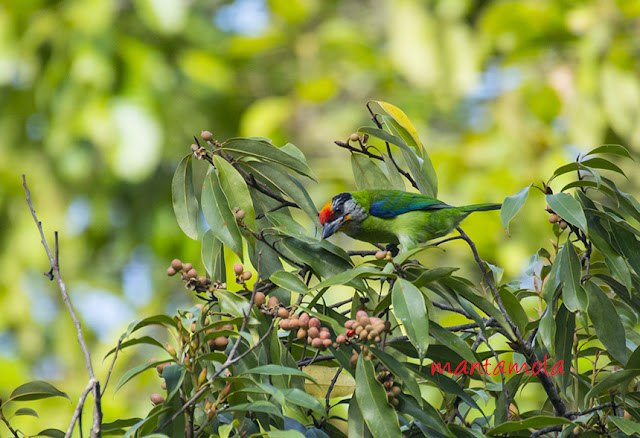 Red-crowned Barbet (Megalaima rafflesii)