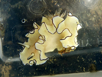 Black Margined Glossodoris Nudibranch (Glossodoris atromarginata)