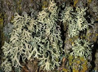 Evernia prunastri