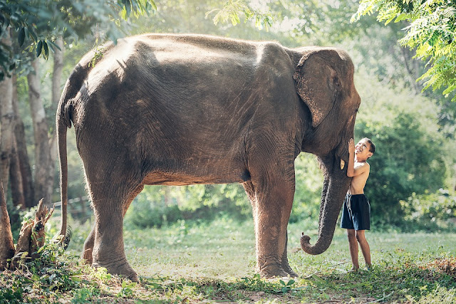 Image: Elephant and Cambodian Child, by Sasin Tipchai on Pixabay