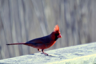 The Cardinal @ Hendrie Park, RBG, Burlington, ON :: All Pretty Things