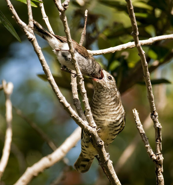Cuckoo Bird Nest