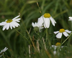 Different Types Of Flowers And Plants