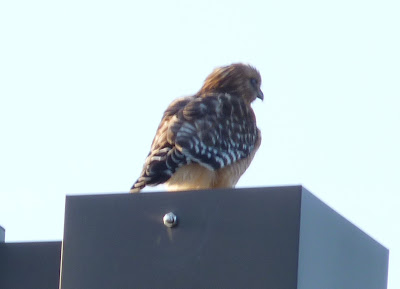 redshouldered hawk