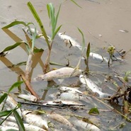 Peixes mortos no Rio São Sebastião