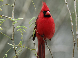 birds, cardinal, red cardinal, northern cardinal, garden birds