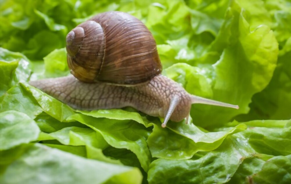 Garden Snail