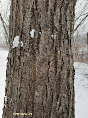 Клён ложнозибольдов (Acer pseudosieboldianum)