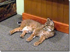 Another Bobcat!