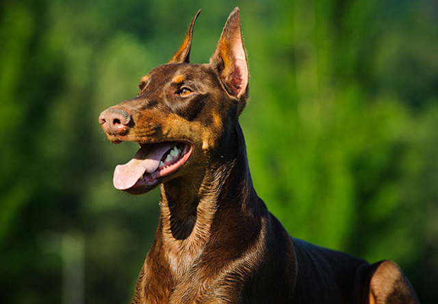 doberman baby price in Srinagar,doberman price in Srinagar